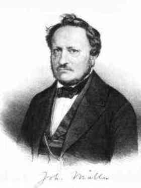 Johannes P. Muller quotes